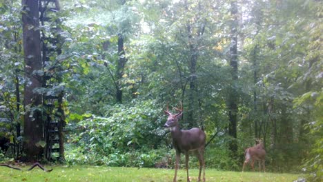Two-young-bucks-grazing-in-a-clearing-in-the-woods-in-the-upper-Midwest-in-early-autumn