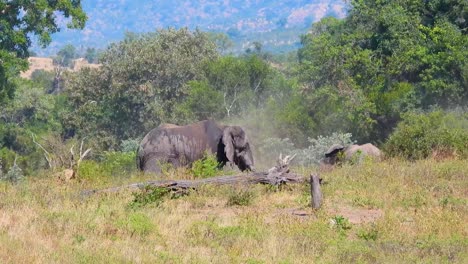 Elefante-Vomitando-Tierra-En-Un-Santuario-De-Animales.