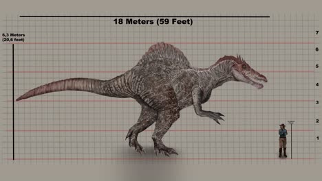 Spinosaurus-Size-In-Graphic-Chart.-Spinosaurus-Measurement.-animation