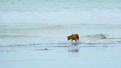 Perro-Callejero-Bebiendo-Agua-De-Mar-En-La-Playa-De-Kuakata-En-Bangladesh