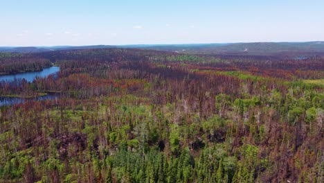 Fly-Over-Damage-Conifer-Forest-After-Wildfire-Near-Lebel-Sur-Quévillon,-Québec,-Canada