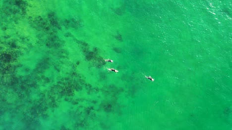 Drone-aerial-view-of-three-surfers-paddle-over-ocean-reef-sand-channel-boards-wetsuit-surfing-Wamberal-Central-Coast-NSW-Australia-4K