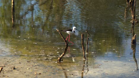 Wild-shorebird-pied-stilt,-himantopus-leucocephalus-walking-on-the-mudflats,-foraging-for-small-aquatic-preys-in-the-shallow-waters-at-Boondall-Wetlands-Reserve,-handheld-motion-following-shot