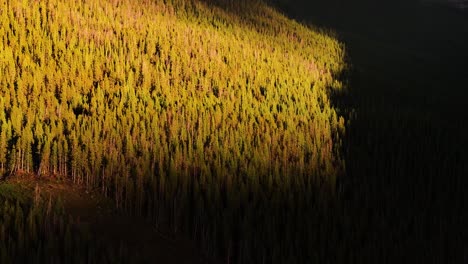 Luftaufnahme-über-Einem-Colorado-Kiefernwald-Mit-Dramatischen-Schatten-Bei-Sonnenuntergang-Mit-Warmem-Orangefarbenem-Licht,-Lufttransportpfanne-4k