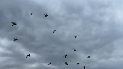 Large-flock-of-birds-chase-and-gather-flying-through-sky-between-buildings-in-Asia