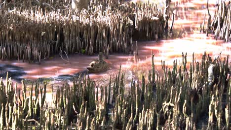 Nahaufnahme-Einer-Graublauen-Ente,-Die-Während-Der-Trockenzeit-Mit-Blaualgenblüte-In-Den-Mangroven-Feuchtgebieten-Schwimmt-Und-Entlang-Der-Milchig-rosa-Wasserstraße-Mit-Hohem-Salzgehalt-Nach-Wirbellosen-Sucht