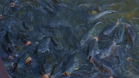 Many-fishes-in-the-lake-water-at-daytime,-footage-for-wildlife-cinematic-slow
