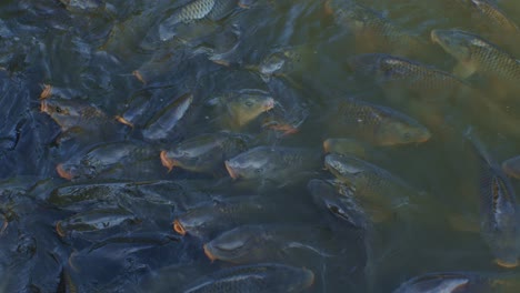 Many-fishes-in-the-lake-water-at-daytime,-footage-for-wildlife-slow-motion