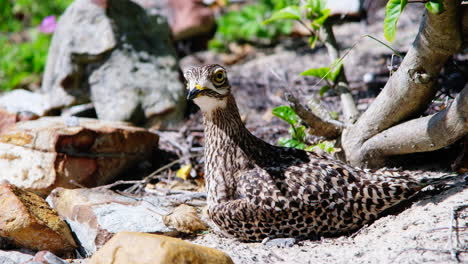 Alert-and-territorial-Spotted-thick-knee-on-her-sandy-nest,-closeup-side-view