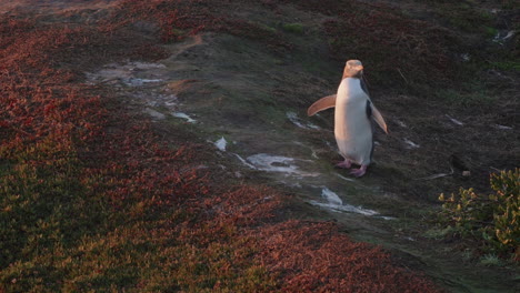 A-Standing-Yellow-eyed-Penguin-In-Katiki-Point-Cliff-In-New-Zealand-At-Sunrise---wide