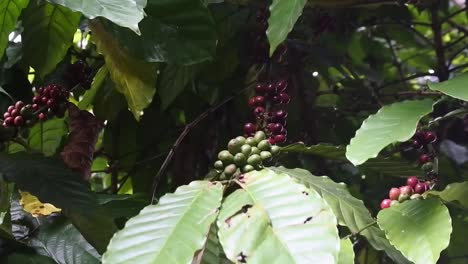 Young-and-old-coffee-beans-grow-in-coffee-tree-plantations-in-Tabanan,-Bali