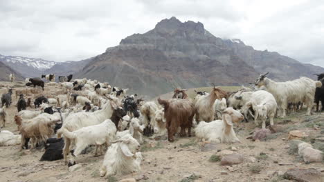 Mountain-goats,-Spiti-Valley