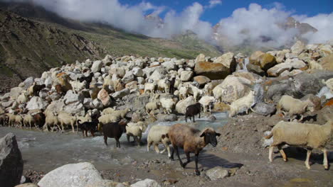 Sheep-and-goats.-Mountain-goats,-Spiti-Valley,-Himachal-Pradesh,-India