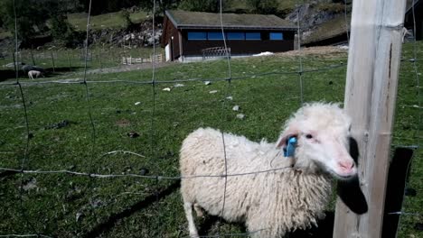 Schafe-In-Der-Natur.-Norwegen.