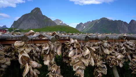 Cabezas-De-Pescado-Secándose-En-Rejillas-Noruega