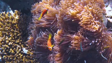 Topical-saltwater-fish-,clownfish---Coral-reef-in-the-Maldives,-Anemonefish