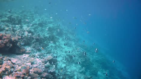 Reef-with-a-variety-of-hard-and-soft-corals-and-tropical-fish.-Maldives-Indian-Ocean.