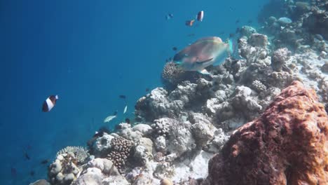 Reef-with-a-variety-of-hard-and-soft-corals-and-tropical-fish.-Maldives-Indian-Ocean.