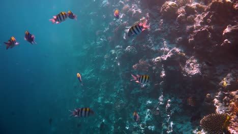 Arrecife-De-Coral-Tropical.-Arrecife-De-Coral-En-Las-Maldivas.