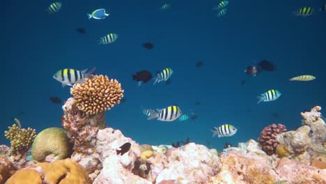 Tropisches-Korallenriff.-Korallenriff-Auf-Den-Malediven.