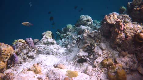 Riff-Mit-Einer-Vielzahl-Von-Hart--Und-Weichkorallen-Und-Tropischen-Fischen.-Malediven-Indischer-Ozean.