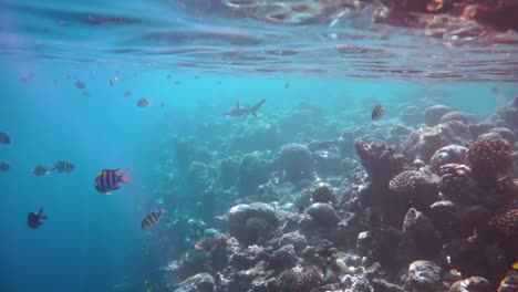 Tiburón.-Arrecife-Con-Una-Variedad-De-Corales-Duros-Y-Blandos-Y-Peces-Tropicales.-Maldivas-Océano-índico.