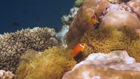 Aktueller-Salzwasserfisch,-Clownfisch-–-Korallenriff-Auf-Den-Malediven,-Anemonenfisch