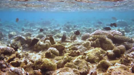 Arrecife-Con-Una-Variedad-De-Corales-Duros-Y-Blandos-Y-Peces-Tropicales.-Maldivas-Océano-índico.