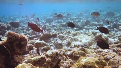 Riff-Mit-Einer-Vielzahl-Von-Hart--Und-Weichkorallen-Und-Tropischen-Fischen.-Malediven-Indischer-Ozean.