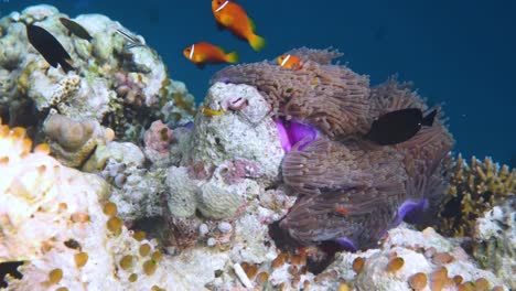 Pescado-Tópico-De-Agua-Salada,-Pez-Payaso---Arrecife-De-Coral-En-Las-Maldivas,-Pez-Anémona