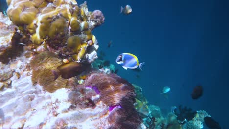 Pescado-Tópico-De-Agua-Salada,-Pez-Payaso---Arrecife-De-Coral-En-Las-Maldivas,-Pez-Anémona
