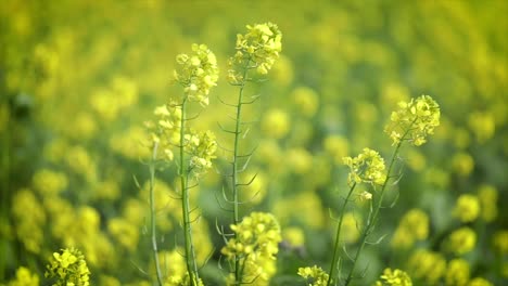Mustard-flowers.-Mustard-–-mystical-flower-of-happiness-and-health.