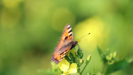Butterfly-closeup-on-a-flower-in-slow-motion