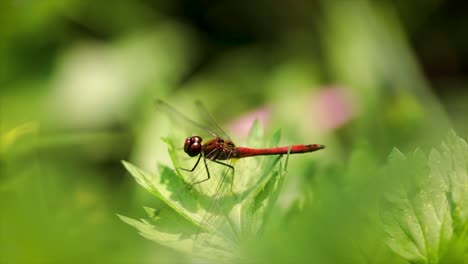 Dragonfly-closeup-on-a-flower-in-slow-motion