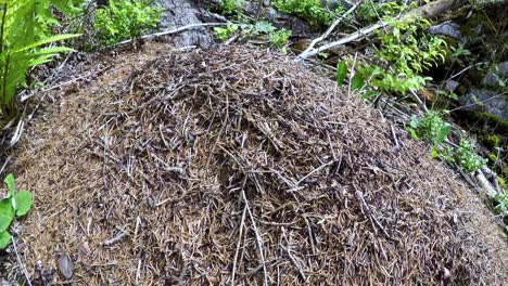 Wild-ant-hill-in-the-forest