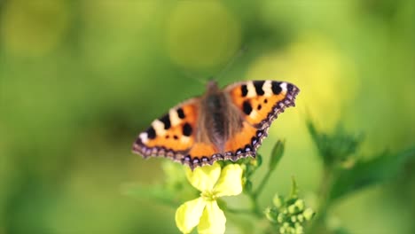 Schmetterlingsnahaufnahme-Auf-Einer-Blume-In-Zeitlupe