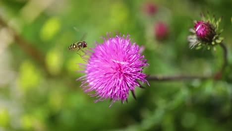 Wasp-collects-nectar-from-flower-Milk-Thistle-in-Alpine-meadows.