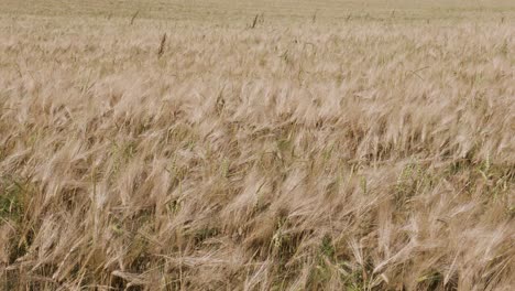 Field-of-wheat,-ears-of-wheat-swaying-in-the-wind-view.