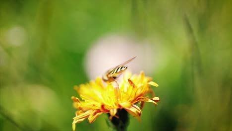 Wasp-collects-nectar-from-flower-crepis-alpina-slow-motion.