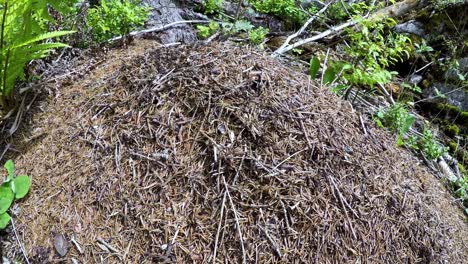 Wilder-Ameisenhaufen-Im-Wald