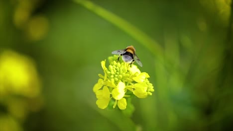 Bee-collects-nectar-from-mustard-rapeseed-flower-slow-motion.