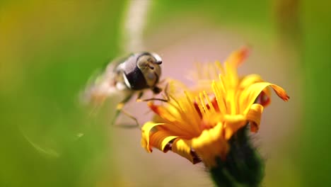 Wasp-collects-nectar-from-flower-crepis-alpina-slow-motion.