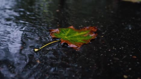 Herbstregen-Bei-Schlechtem-Wetter,-Regentropfen-Auf-Der-Oberfläche-Der-Pfütze-Mit-Abgefallenen-Blättern.