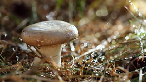 Mushroom-Boletus-In-a-Sunny-forest.