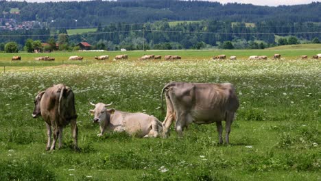 Pasto-De-Vacas-En-Los-Alpes