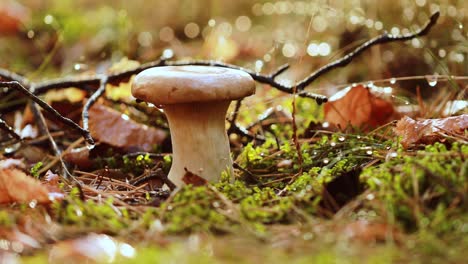 Mushroom-Boletus-In-a-Sunny-forest.