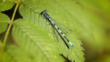 Blue-dragonfly-on-the-green-leaf-of-the-plant.