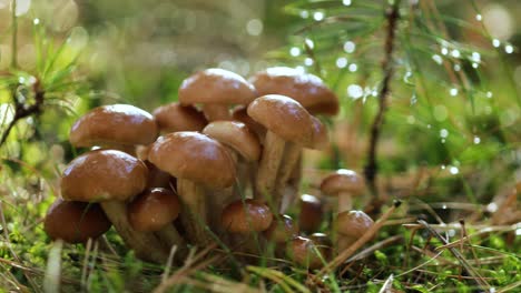 Armillaria-Pilze-Aus-Honigpilz-In-Einem-Sonnigen-Wald