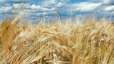 Ears-of-wheat-closeup-on-background-of-blue-sky-and-clouds.