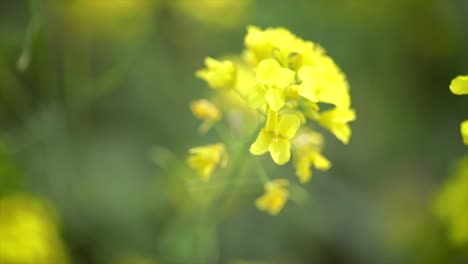 Bee-collects-nectar-from-mustard-rapeseed-flower-slow-motion.